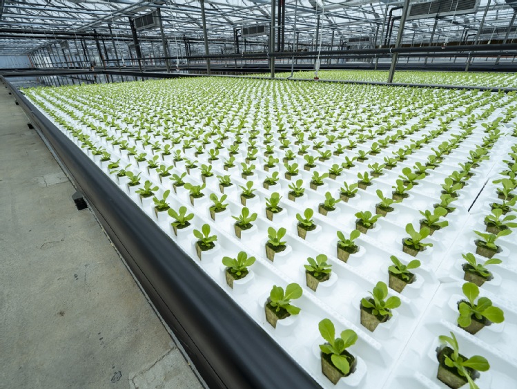 SMART CITIES: Future Farming udaje się z misją do Katowic.